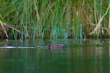Ein Biber schwimmt in der Peene