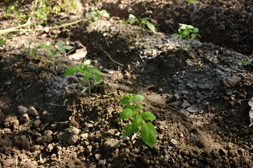 bunch the small ripe green tomato plant seedlings in the garden.