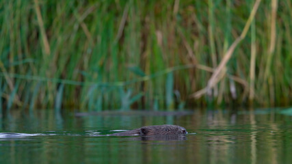 Ein Biber schwimmt in der Peene