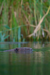 Ein Biber schwimmt in der Peene