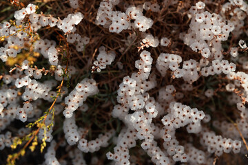 Delicate white small mountain flowers. Natural beautiful background