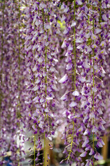 藤棚に咲く藤の花