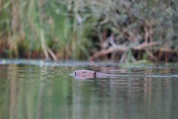 Ein Biber schwimmt in der Peene
