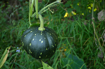 the green ripe pumpkin with leaves and vine in the garden.