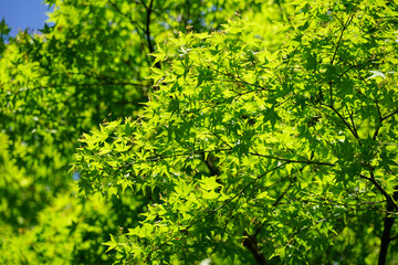 Fototapeta na wymiar 初夏の日本楓の新緑