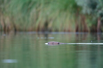 Ein Biber schwimmt in der Peene