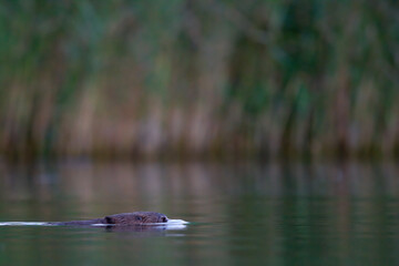 Ein Biber schwimmt in der Peene