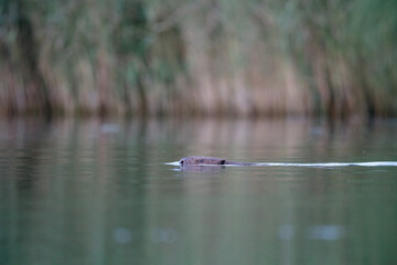 Ein Biber schwimmt in der Peene