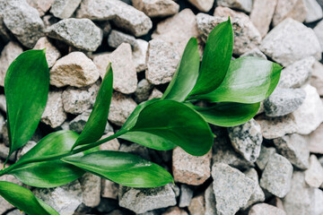 Green plant with leaves on small granite stones