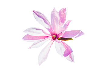 Magnolia flower on a white background. Flower concept, decorating.