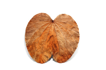 Golden leaves on a white background (Bauhinia aureifolia) or Yandao is a rare, auspicious vine, native to southern Thailand and Malaysia.