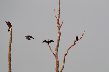 Kormorane sitzen auf einen abgestorbenen Baum