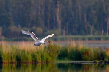 Ein Höckerschwan im Flug am morgen