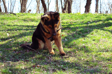 beautiful dog in a clearing in the forest