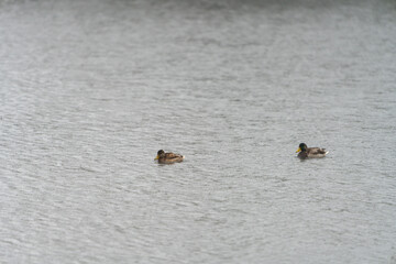 Enten im See bei Regen