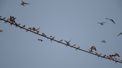 Junge Schwalben sitzen auf einer Stromleitung