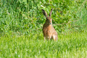 rabbit in the grass