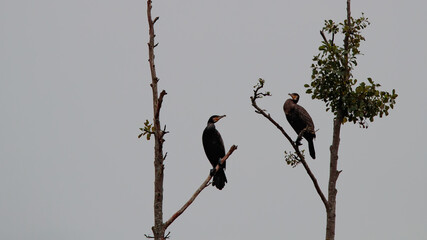 Kormorane sitzen auf einen abgestorbenen Baum