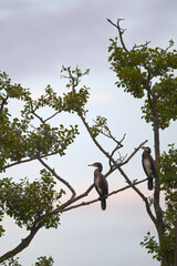 Kormorane sitzen auf einen abgestorbenen Baum