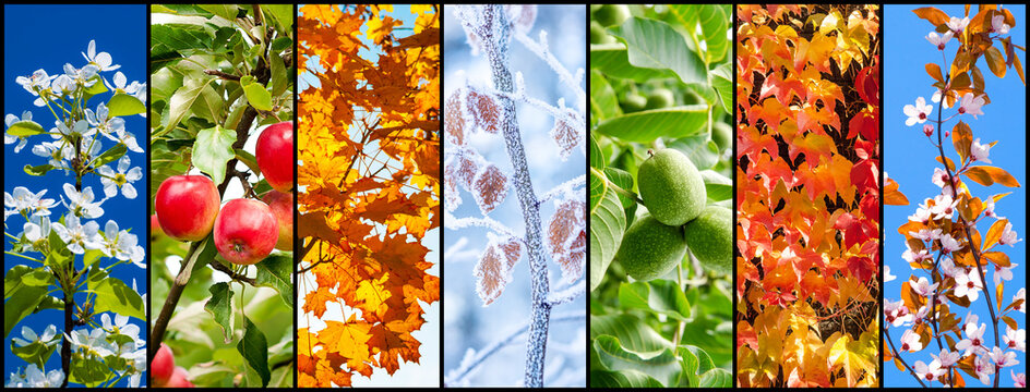 Collage of  nature pictures representing seasons: spring, summer, autumn and winter.