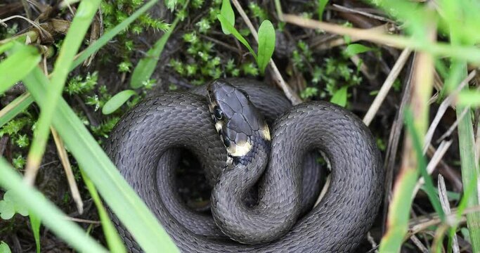 Closeup of small grass snake in natural habitat in defend pose, Natrix natrix, european wildlife, Czech Republic