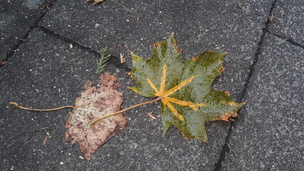 Verwelkte Blätter liegen im Herbstregen auf dem Bürgersteig