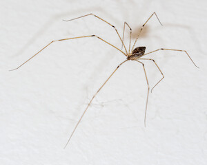 A cellar spider (Pholcidae) in Hua Hin, Thailand. A common and useful resident, a natural pest control device.