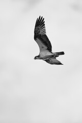 Fischadler im Flug am Himmel