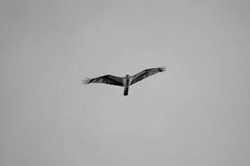 Fischadler im Flug am Himmel