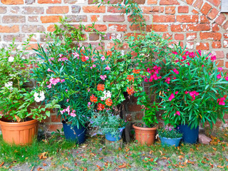 Blumen an der Schlossmauer
