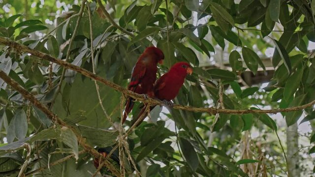 Group of parrots lory with blue and black feathers in the usual habitat in the forest
