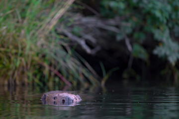 Ein Biber schaut neugierig aus dem Wasser