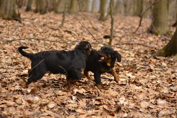 Two black and tan cocker spaniel mix puppies, dogs, play dog game
