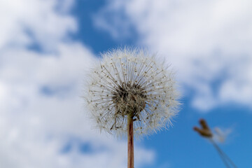Dandelion head against blurred blue sky
