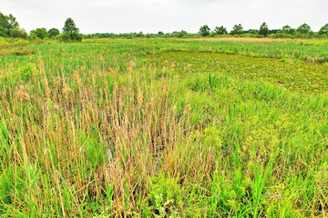 Biebrzański Park Narodowy -  położony na terenach Kotliny Biebrzańskiej w województwie podlaskim, Polsk