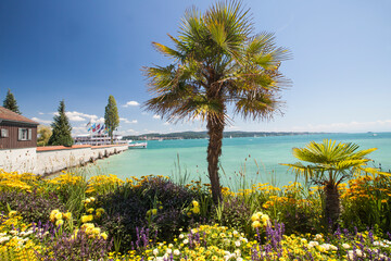 Palm trees with blooming flowers, spring, Mainau Island, Flower Island, Constance, Lake Constance,...
