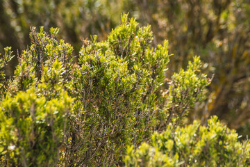 organically grown rosemary
