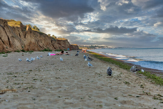 nudist summer sea beach with walking seagulls