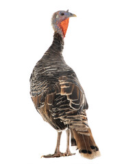  female turkey isolated on white background.