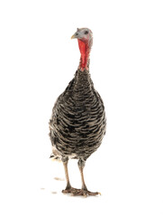  female turkey isolated on white background.