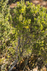 Fototapeta premium organically grown rosemary