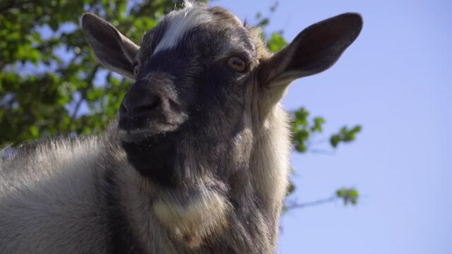Close-up Goat Opens Mouth And Screams Goat Mook