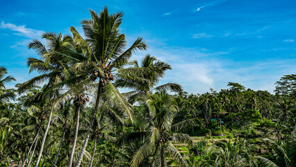 Fototapeta na wymiar palm trees and sky