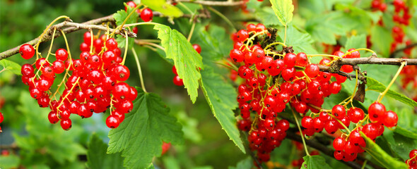 Panoramic image of red currant on a green background in the garden in summer. 
