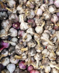 Garlic as a background image. Harvest. 