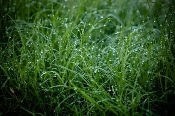 dew on grass