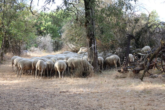 Sheep Herded Mentality