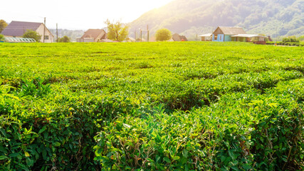 Fototapeta na wymiar tea plantation landscape nature. tea cultivation, harvest
