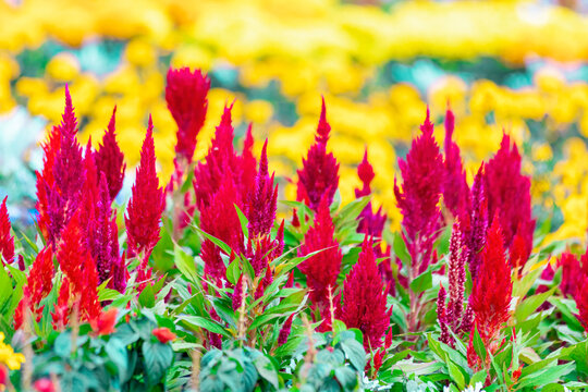 Celosia is a small genus of edible and ornamental plants in the amaranth family, Amaranthaceae.