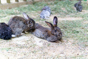Many rabbits lie on the grass. Decorative rabbits in a pet store, sale of animals